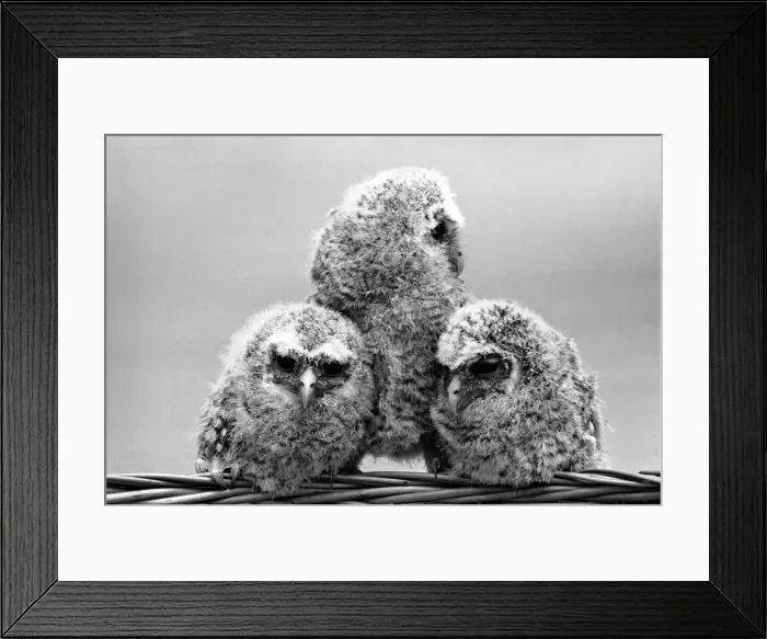 Framed Print : Three baby owls sitting perched on a wicker basket. May 1975 Framed Print : Three baby owls sitting perched on a wicker basket. May 1975