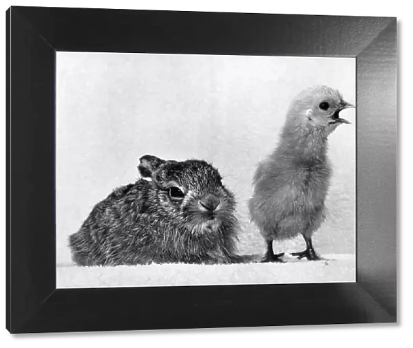 Animals - Rabbits with chick. P000654