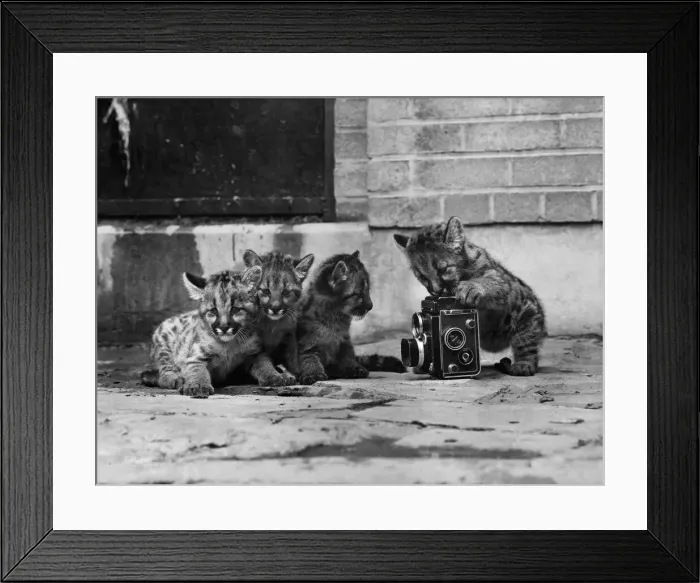 Framed Print : Big brother snaps up a puma picture. Things have really started to click for these four Framed Print : Big brother snaps up a puma picture. Things have really started to click for these four