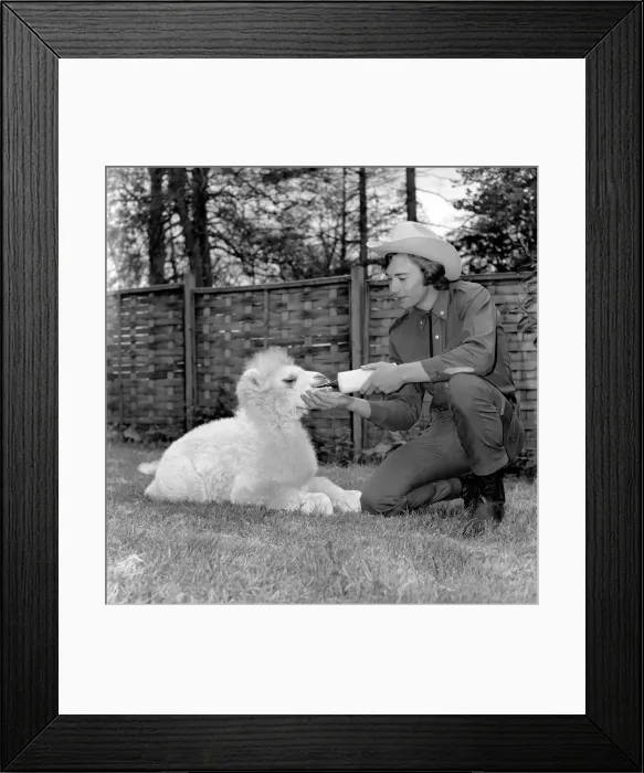 Framed Print : Man walking in his back garden with his camel May 1975 Framed Print : Man walking in his back garden with his camel May 1975