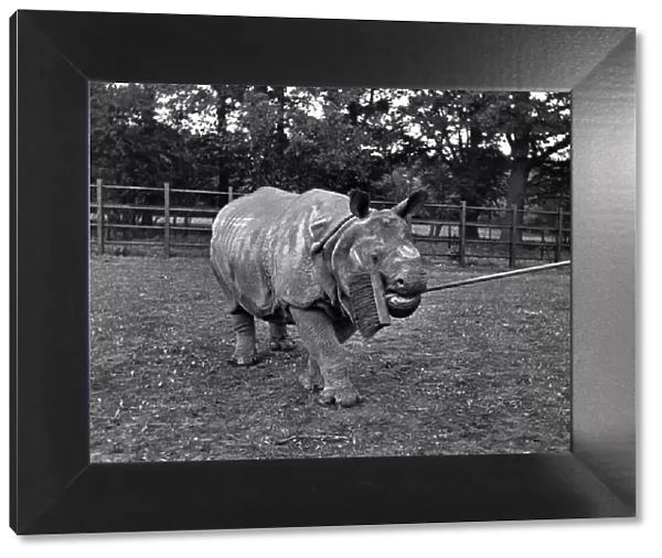 Mahon, the rhino, may not be beautiful, but heIs paddock-proud
