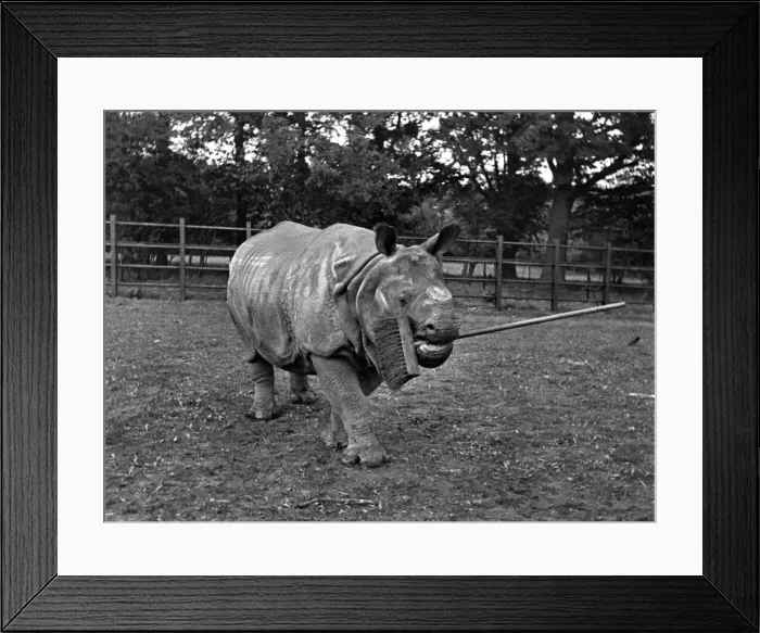 Framed Print : Mahon, the rhino, may not be beautiful, but heIs paddock-proud