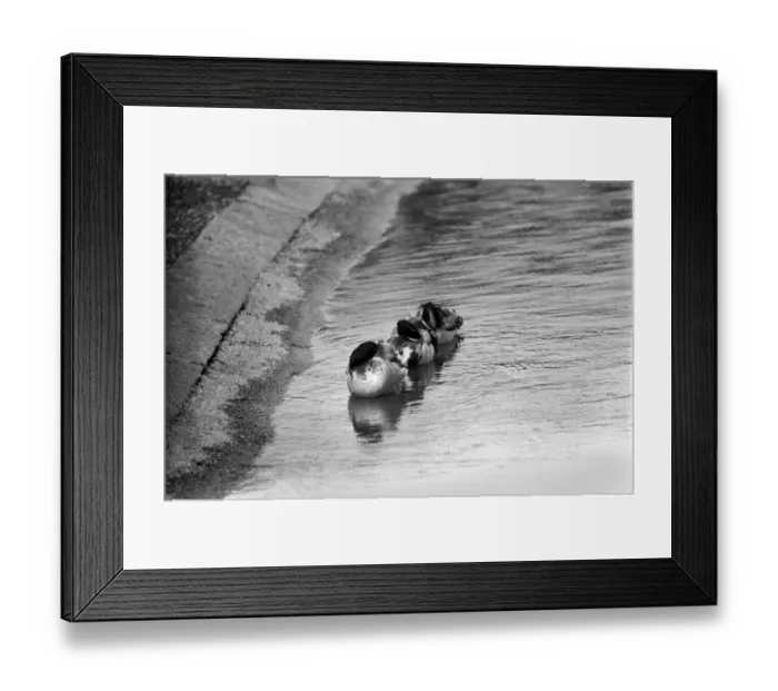 Framed Print : Ducks and Drakes swimming on the round-pond, at Kensington Gardens, London Framed Print : Ducks and Drakes swimming on the round-pond, at Kensington Gardens, London