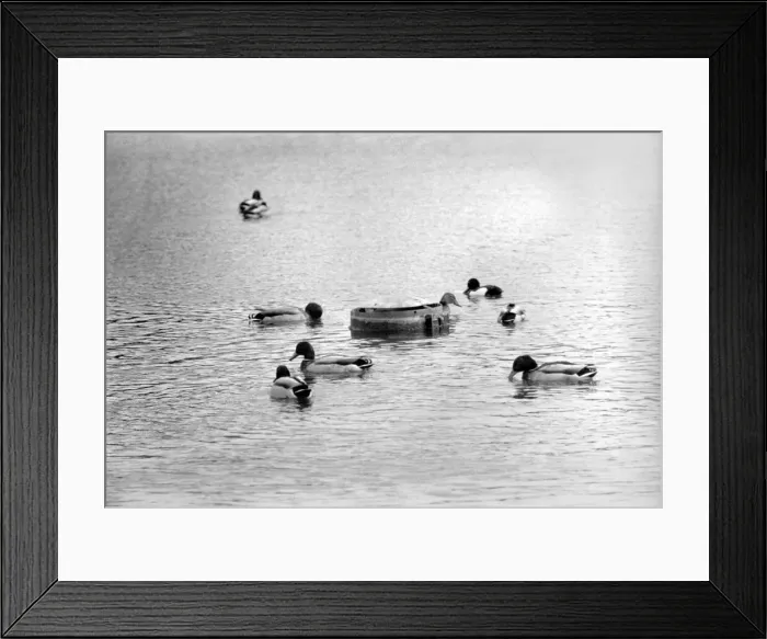 Framed Print : Ducks and Drakes swimming on the round-pond, at Kensington Gardens, London Framed Print : Ducks and Drakes swimming on the round-pond, at Kensington Gardens, London