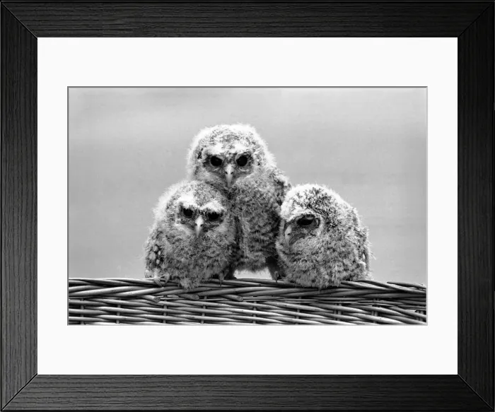 Framed Print : Three baby owls sitting perched on a wicker basket. May 1975