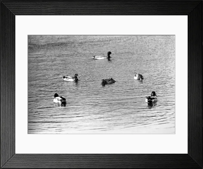 Framed Print : Ducks and Drakes swimming on the round-pond, at Kensington Gardens, London Framed Print : Ducks and Drakes swimming on the round-pond, at Kensington Gardens, London