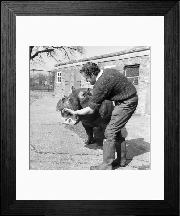 Framed Print : Hippo at Chessington Zoo. January 1965 C103-001 Framed Print : Hippo at Chessington Zoo. January 1965 C103-001