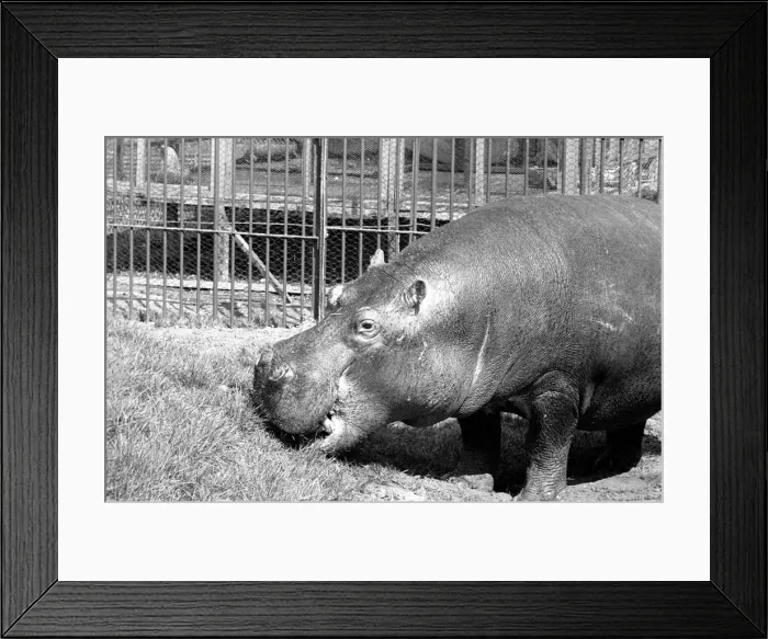 Framed Print : Hippo at Chessington Zoo. January 1965 C103-007 Framed Print : Hippo at Chessington Zoo. January 1965 C103-007