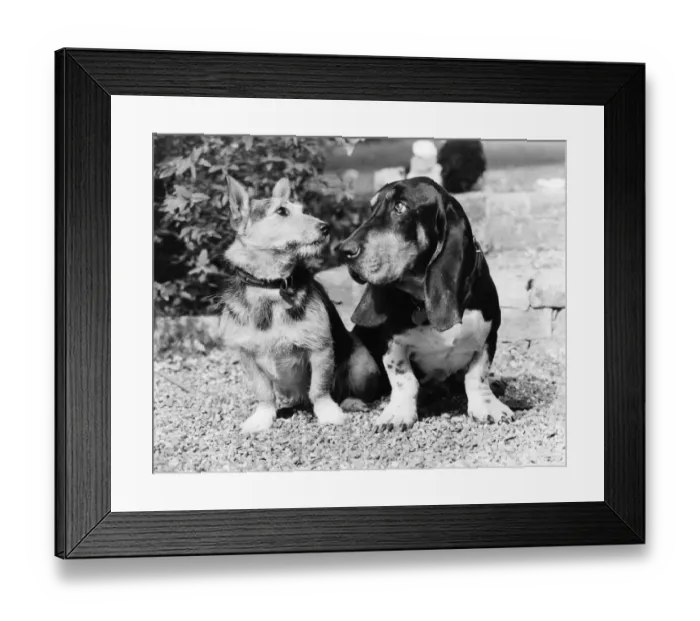 Framed Print : Rats'In Retirement: Old soldier Rats Framed Print : Rats'In Retirement: Old soldier Rats