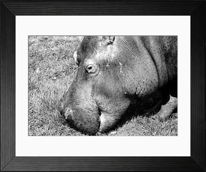 Framed Print : Hippo at Chessington Zoo. January 1965 C103-009
