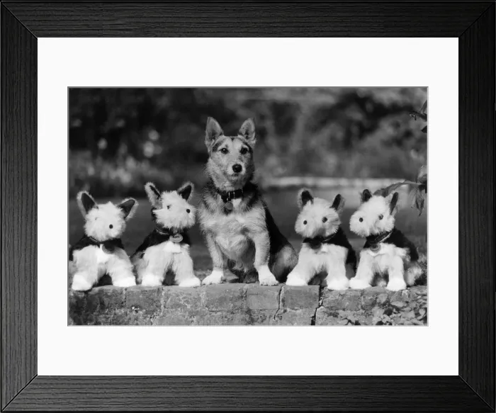 Framed Print : Rats and his troop of toy terriers stand at ease. Rats
