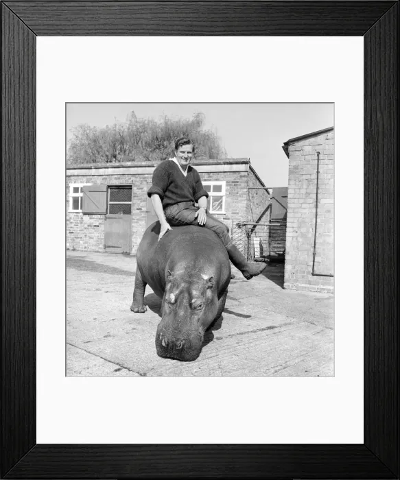 Framed Print : Hippo at Chessington Zoo. January 1965 C103-003 Framed Print : Hippo at Chessington Zoo. January 1965 C103-003