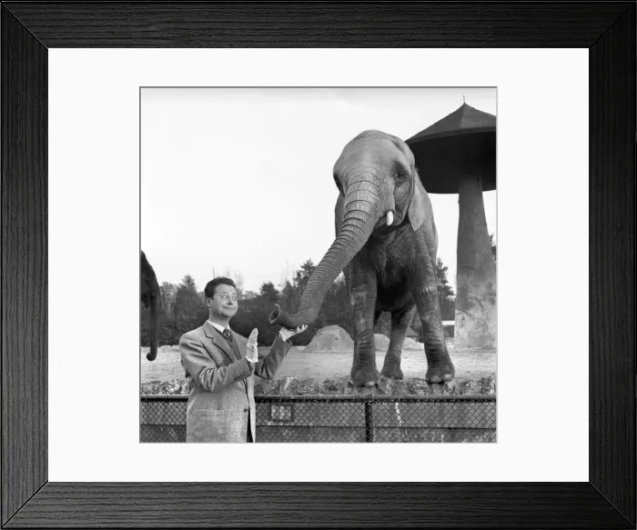 Framed Print : Trunk Call Humour: Devek Roy seen here feeding the elephants at the Zoo. August 1954 A267 Framed Print : Trunk Call Humour: Devek Roy seen here feeding the elephants at the Zoo. August 1954 A267