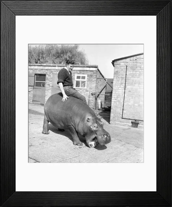 Framed Print : Hippo at Chessington Zoo. January 1965 C103-002 Framed Print : Hippo at Chessington Zoo. January 1965 C103-002