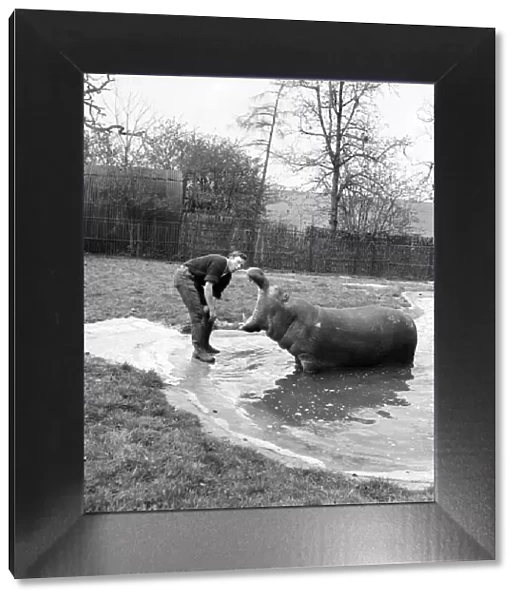 Hippo at Chessington Zoo. January 1965 C103-005