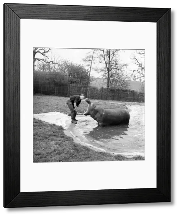 Framed Print : Hippo at Chessington Zoo. January 1965 C103-005 Framed Print : Hippo at Chessington Zoo. January 1965 C103-005