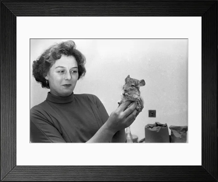 Framed Print : Animals: Chinchillas. A354-006 Framed Print : Animals: Chinchillas. A354-006