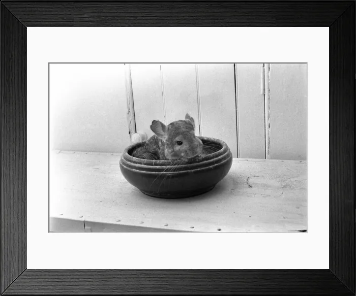 Framed Print : Animals: Chinchillas. A354-005 Framed Print : Animals: Chinchillas. A354-005