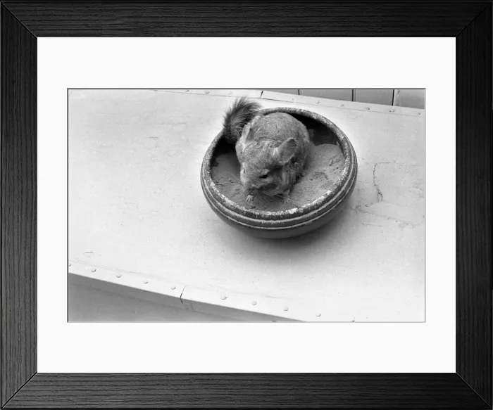 Framed Print : Animals: Chinchillas. A354-003 Framed Print : Animals: Chinchillas. A354-003