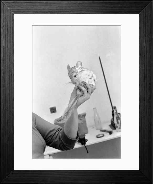 Framed Print : Animals: Chinchillas. A354-007 Framed Print : Animals: Chinchillas. A354-007