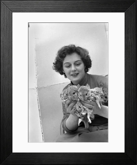 Framed Print : Animals: Chinchillas. A354-002