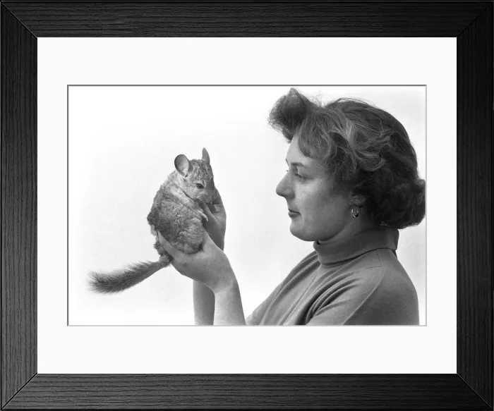 Framed Print : Animals: Chinchillas. A354-004 Framed Print : Animals: Chinchillas. A354-004