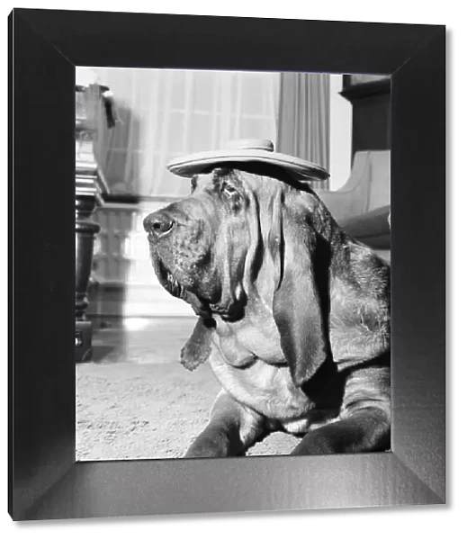 Bloodhound Dog. December 1972 72-11445-002