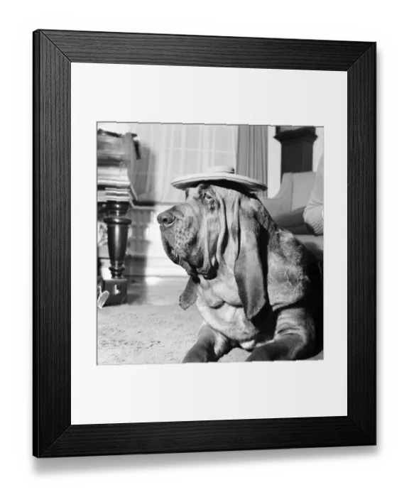 Framed Print : Bloodhound Dog. December 1972 72-11445-002