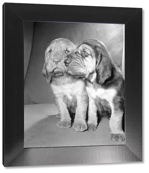 Bloodhound puppies. December 1972 72-11445