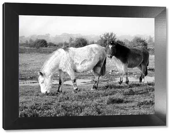 Animals: Horse: Landscape: New Forest Ponies. New Forest Ponies foraging for food in