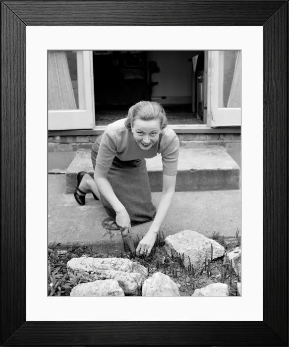 Framed Print : A busy housewife tending to the weeds in the front garden Circa 1954 Framed Print : A busy housewife tending to the weeds in the front garden Circa 1954