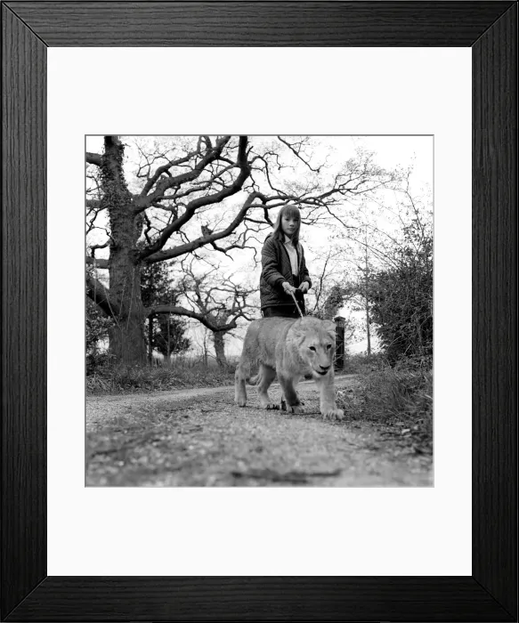 Framed Print : Leonie'the Lioness. Leonie, a lively one-year-old 160-lbs lioness Framed Print : Leonie'the Lioness. Leonie, a lively one-year-old 160-lbs lioness