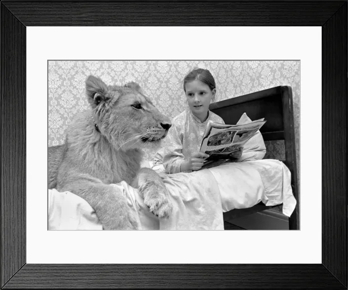 Framed Print : Leonie'the Lioness. Leonie is the favourite pet of the youngest daughter of Framed Print : Leonie'the Lioness. Leonie is the favourite pet of the youngest daughter of