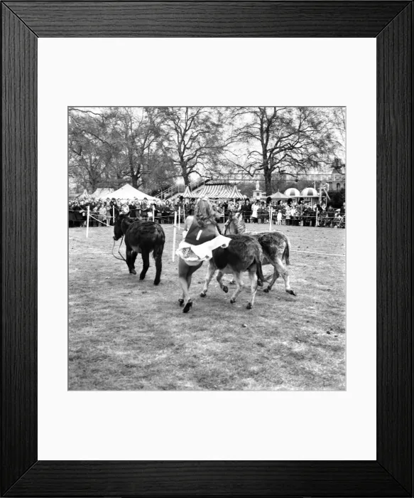 Framed Print : Donkey Derby held for charity at Festival Gardens. April 1972 72-04585-009 Framed Print : Donkey Derby held for charity at Festival Gardens. April 1972 72-04585-009