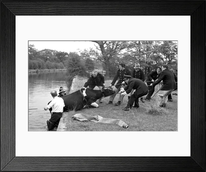 Framed Print : Firemen and police joined forces to rescue a cow which had plunged into the canal Framed Print : Firemen and police joined forces to rescue a cow which had plunged into the canal