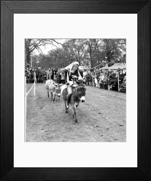 Framed Print : Donkey Derby held for charity at Festival Gardens. April 1972 72-04585-002 Framed Print : Donkey Derby held for charity at Festival Gardens. April 1972 72-04585-002
