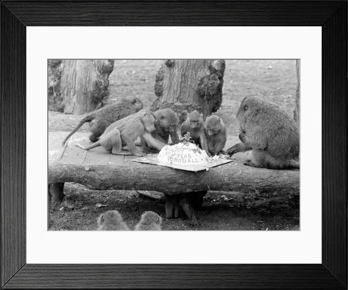 Framed Print : Monkeys Party: Monkeys and baboons Framed Print : Monkeys Party: Monkeys and baboons