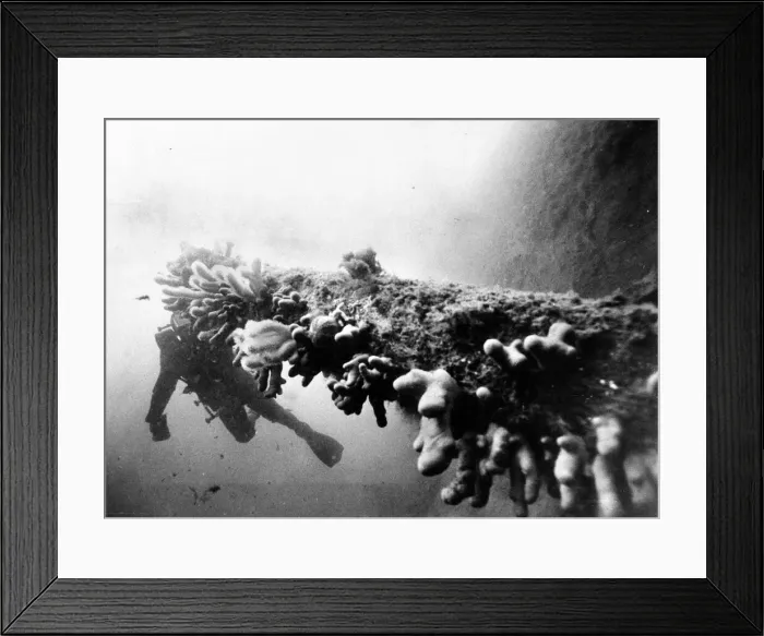 Framed Print : A diver studies the fungus covered gun of the British battleship HMS Royal Oak which was Framed Print : A diver studies the fungus covered gun of the British battleship HMS Royal Oak which was