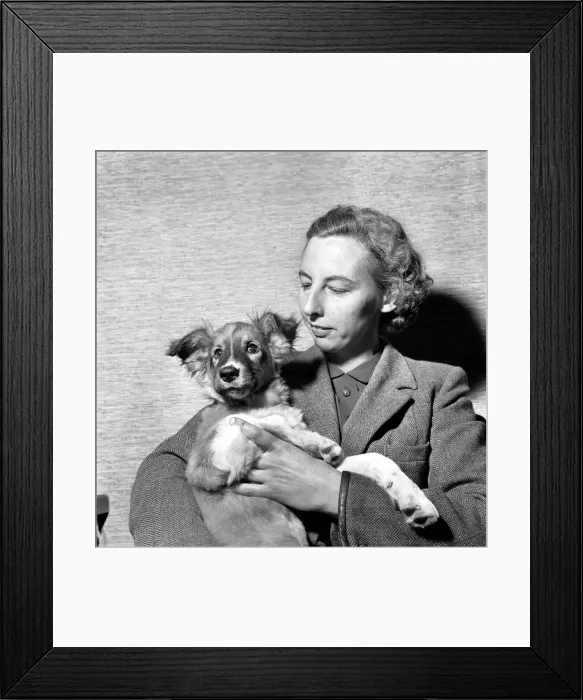 Framed Print : Mandy, a cross collie pup, found 3
