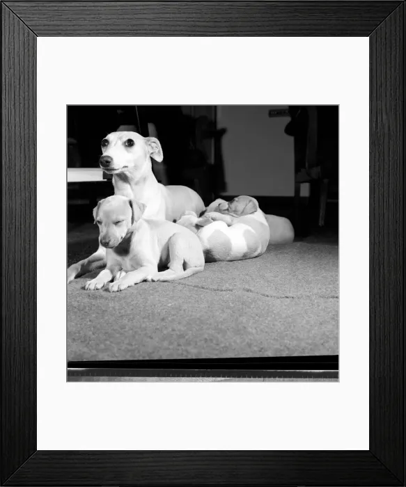 Framed Print : Whippet Pups. October 1960 M7732-003 Framed Print : Whippet Pups. October 1960 M7732-003