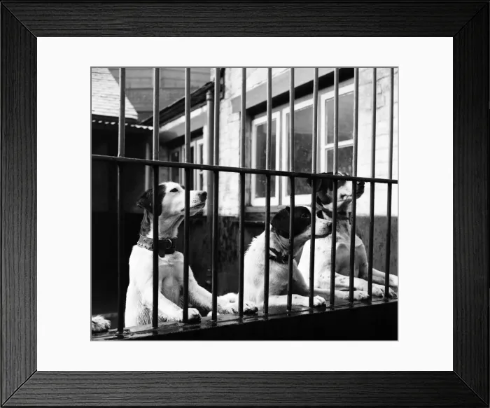 Framed Print : Steps to the dog house. In a few moments they will be safely behind bars Framed Print : Steps to the dog house. In a few moments they will be safely behind bars