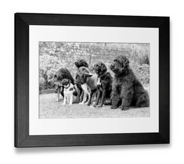 Framed Print : Animals: Humour: Daisy'the 12 week old Lamb has joined the Dog Training Club Framed Print : Animals: Humour: Daisy'the 12 week old Lamb has joined the Dog Training Club