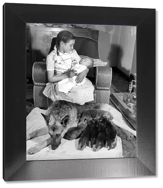 Hazel Ballantyne aged 17 with Nance the Alsatian and the puppies. May 1957