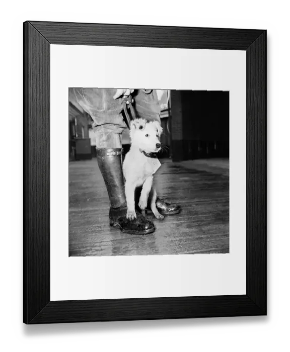 Framed Print : Steps to the dog house. In a few moments they will be safely behind bars