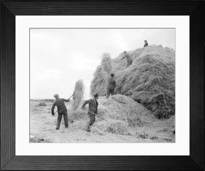 Framed Print : Farmhands seen here building a haystac, Circa 1952