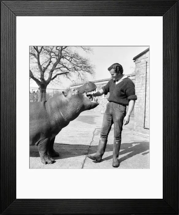 Framed Print : Hippo at Chessington Zoo. January 1965 C103-004 Framed Print : Hippo at Chessington Zoo. January 1965 C103-004