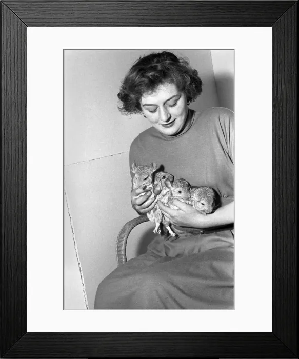 Framed Print : Animals: Chinchillas. A354-001 Framed Print : Animals: Chinchillas. A354-001