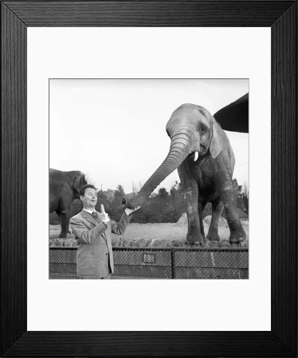 Framed Print : Trunk Call Humour: Devek Roy seen here feeding the elephants at the Zoo Framed Print : Trunk Call Humour: Devek Roy seen here feeding the elephants at the Zoo