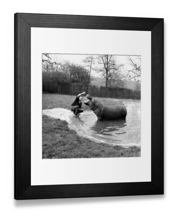 Framed Print : Hippo at Chessington Zoo. January 1965 C103