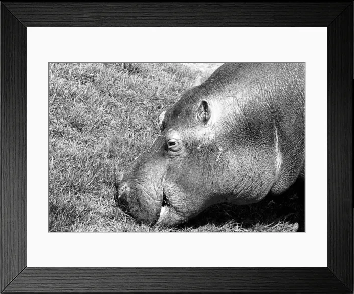 Framed Print : Hippo at Chessington Zoo. January 1965 C103-008